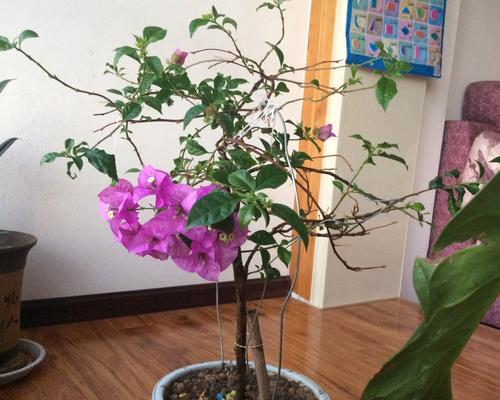 花的猫宁象征着什么？猫宁花的含义是什么？