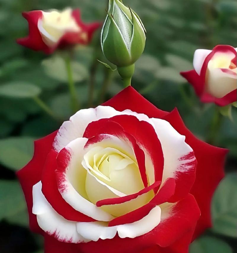 爱情中最爱的花卉象征是什么？这些花的花语有哪些？