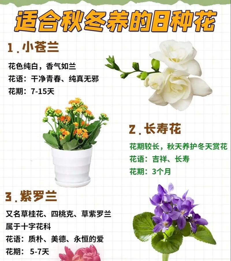 蓝白色花朵的含义是什么？蓝白色花朵代表什么？