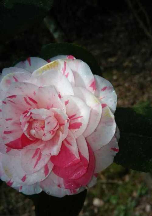 哪种花代表爱意？爱意的花有哪些？