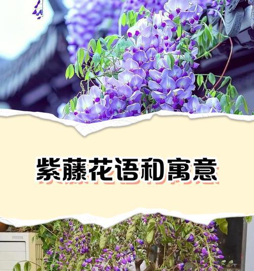 送孩子花的特别含义及其花语是否适合儿童？