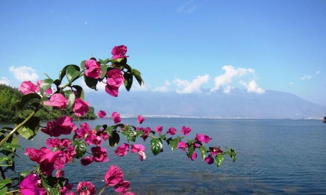海边花卉的寓意是什么？