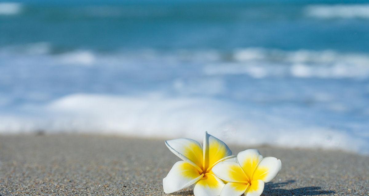 海边花卉的寓意是什么？