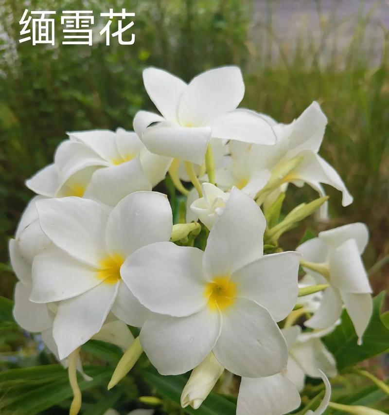 好听有寓意的花名有哪些？如何选择一个吉祥的花名？