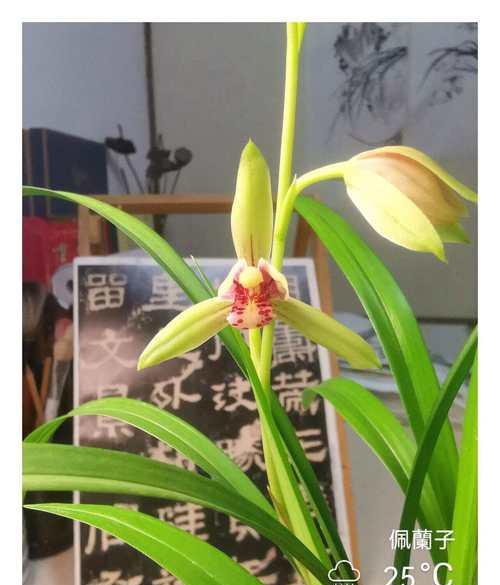 好听有寓意的花名有哪些？如何选择一个吉祥的花名？