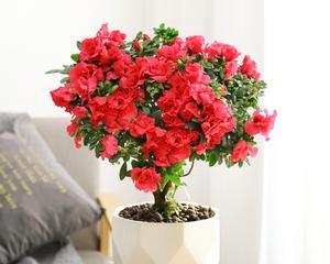 红色花杆在花卉装饰中的特殊意义是什么？