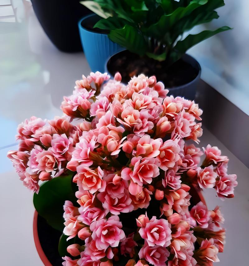 热门花的含义是什么？