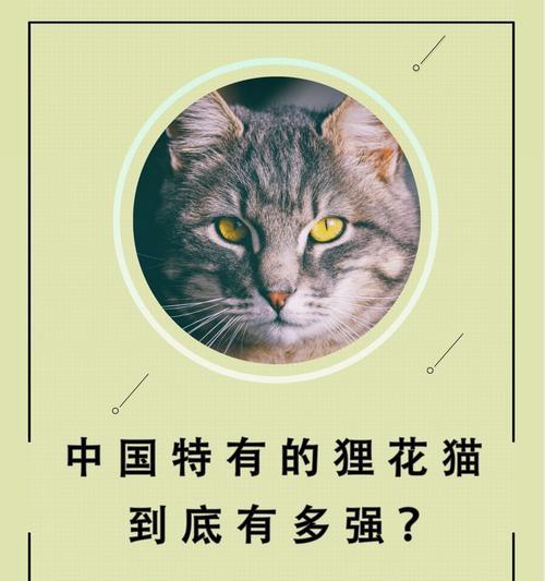 花狸猫代表什么含义？花狸猫的象征意义有哪些？
