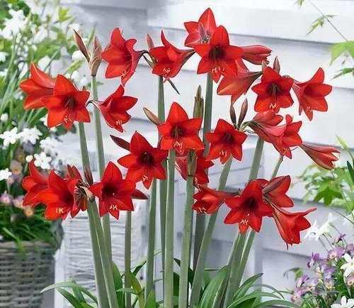花绿植有何寓意？花绿植代表什么？