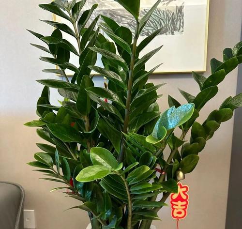 花绿植有何寓意？花绿植代表什么？