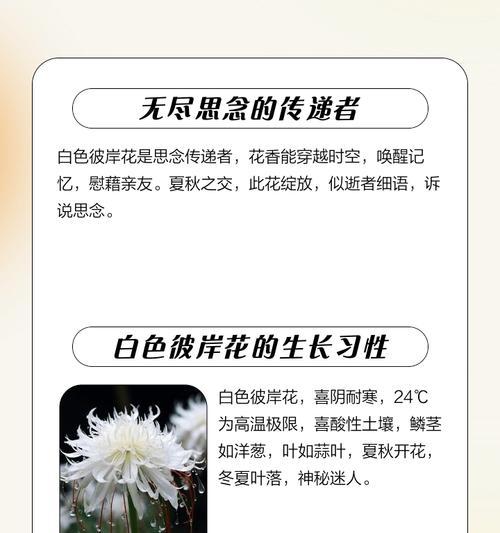 比岸花的花语和象征意义是什么？