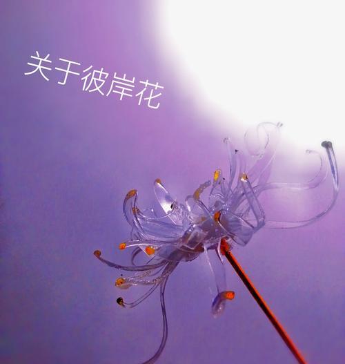比岸花的花语和象征意义是什么？
