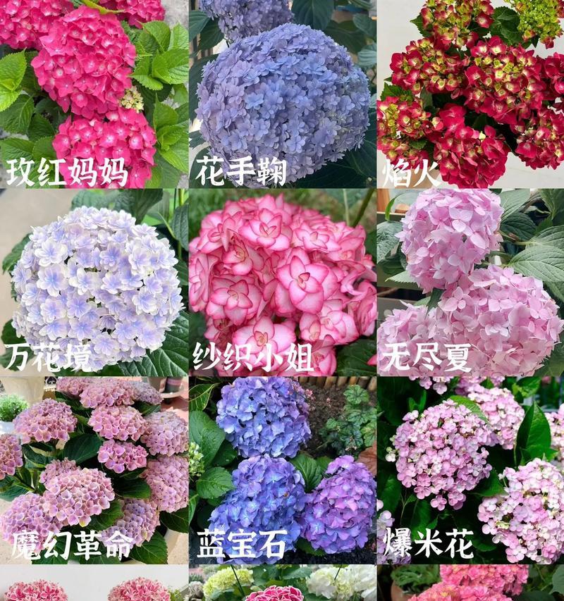 粉绣球花代表了什么？