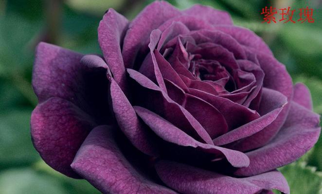 彩叶花代表的含义是什么？彩叶花的花语有哪些特点？