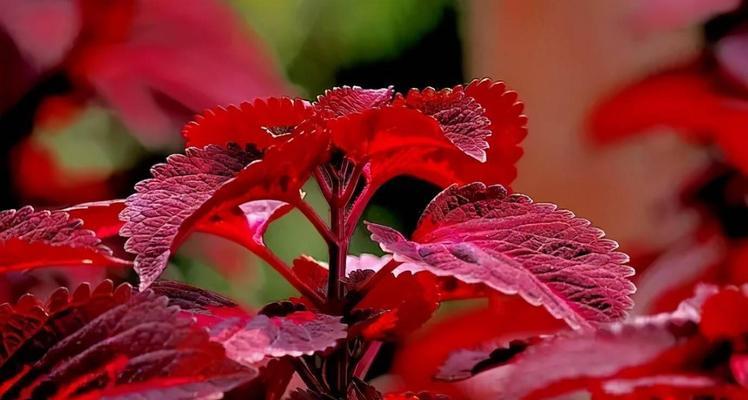彩叶花代表的含义是什么？彩叶花的花语有哪些特点？