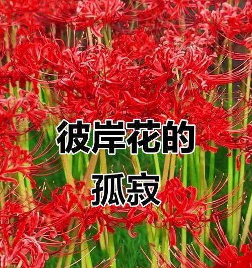 彼岸花的寓意和象征是什么？
