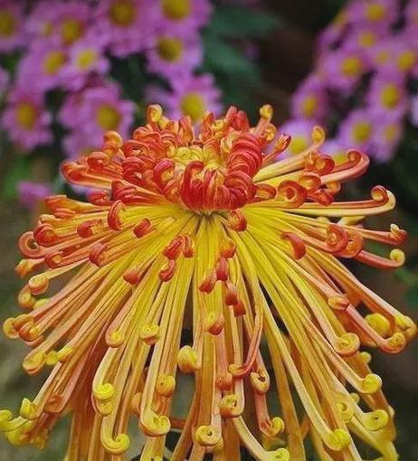 哪些花带有祝福寓意？