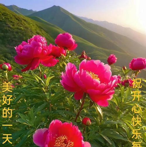 哪些花带有祝福寓意？
