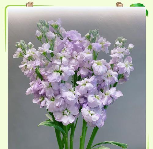 高冷象征的花朵有哪些？它们各自代表了什么？