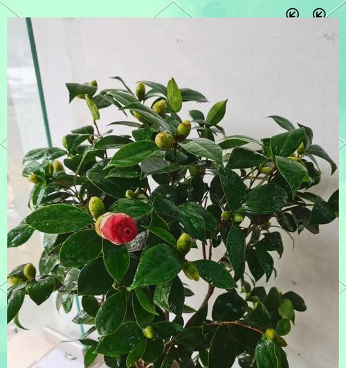 高冷象征的花朵有哪些？它们各自代表了什么？