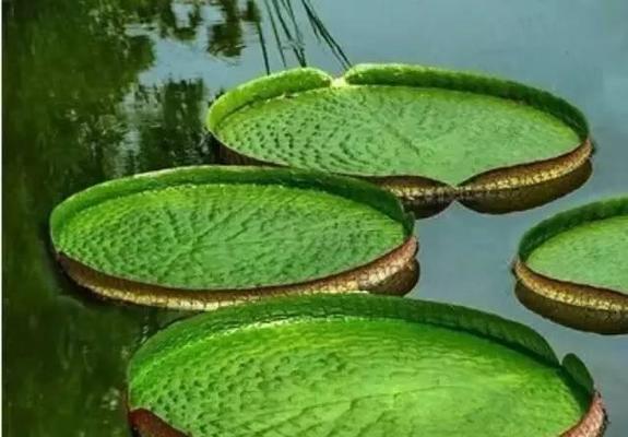 水生植物有哪些象征意义？