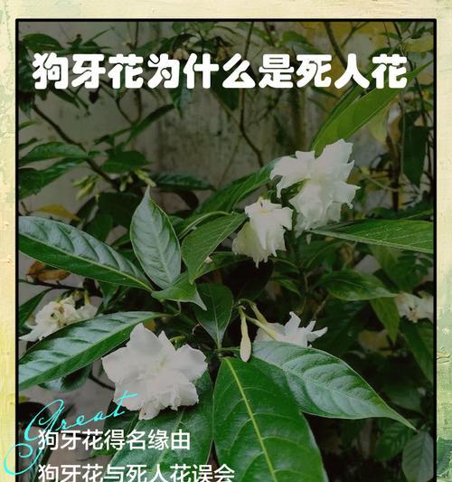 为何某些花会带有恐怖的含义？