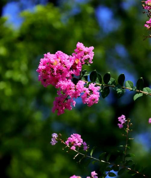 大方独特的花有哪些寓意？它们代表了什么？