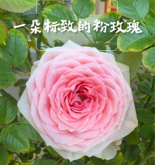 十一朵花有何寓意？十一朵花的花语是什么？