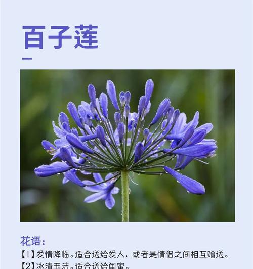 十一朵花有何寓意？十一朵花的花语是什么？