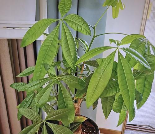 哪些花卉拥有吉祥的多种含义？