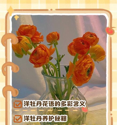 白色牡丹花的代表含义和牡丹花的特别花语是什么？