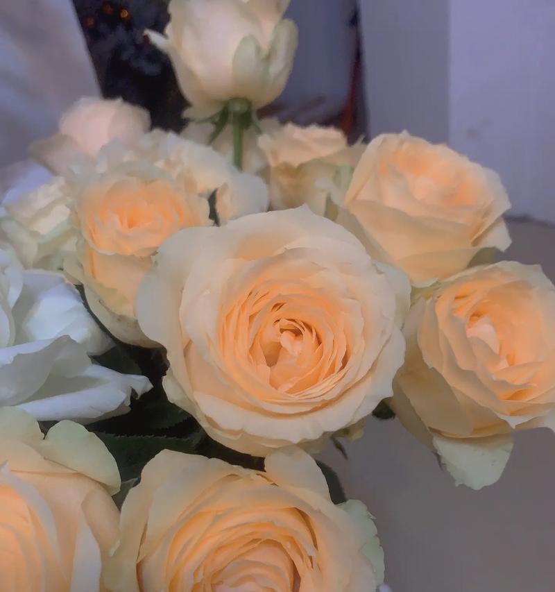香槟玫瑰花语含义是什么？
