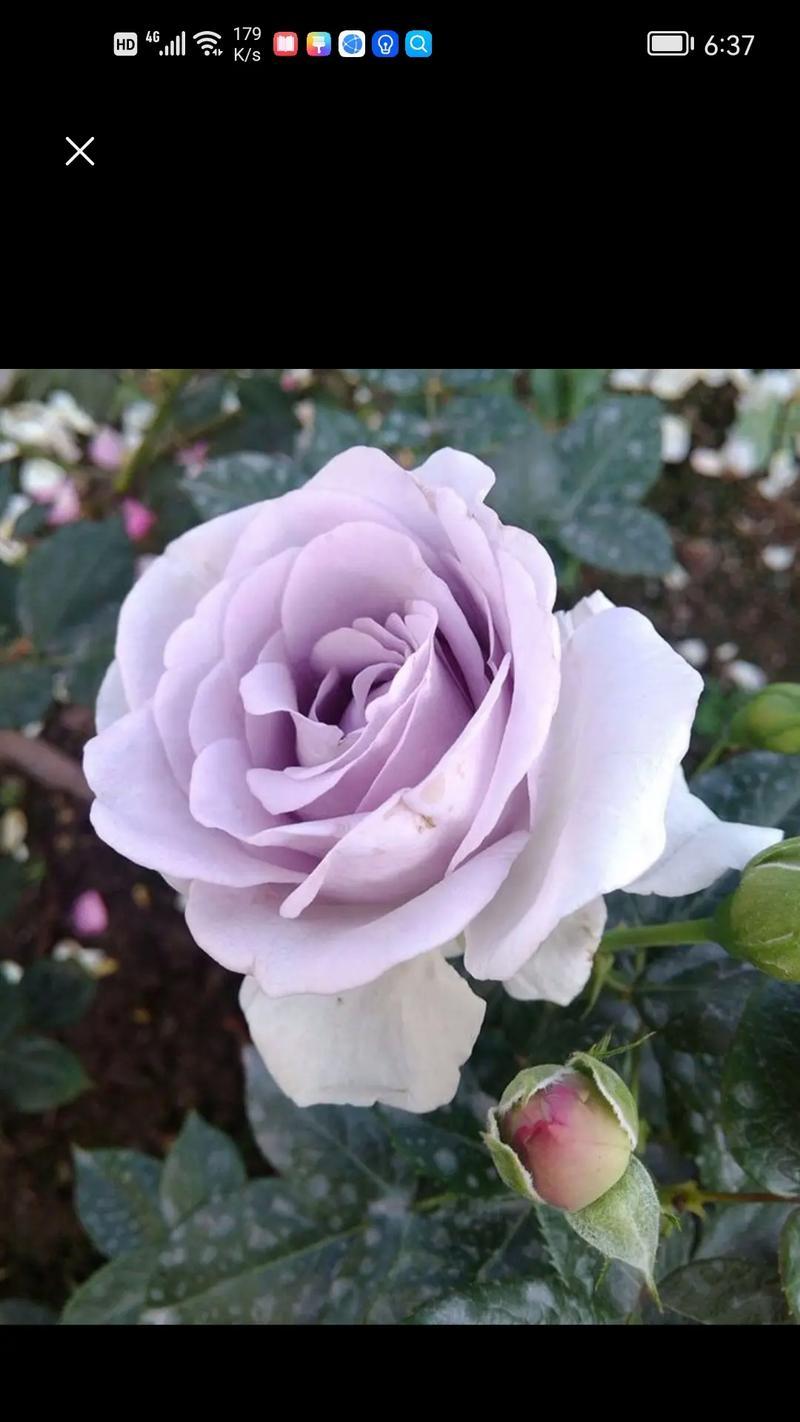 蔷薇花的象征意义是什么？