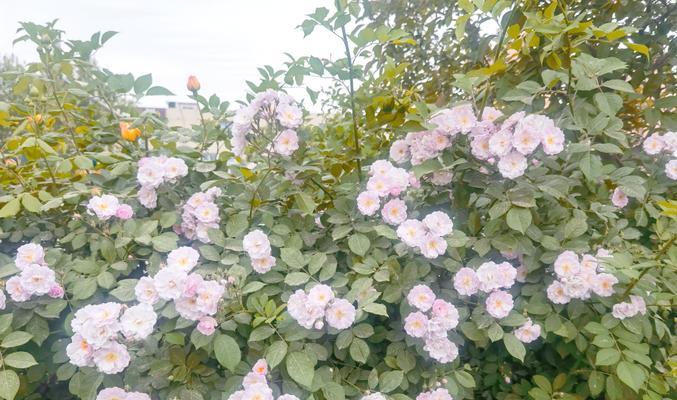 蔷薇花的象征意义是什么？