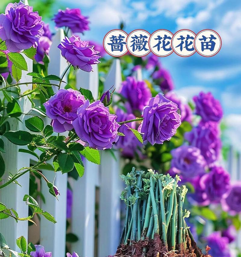 蔷薇花的象征意义是什么？