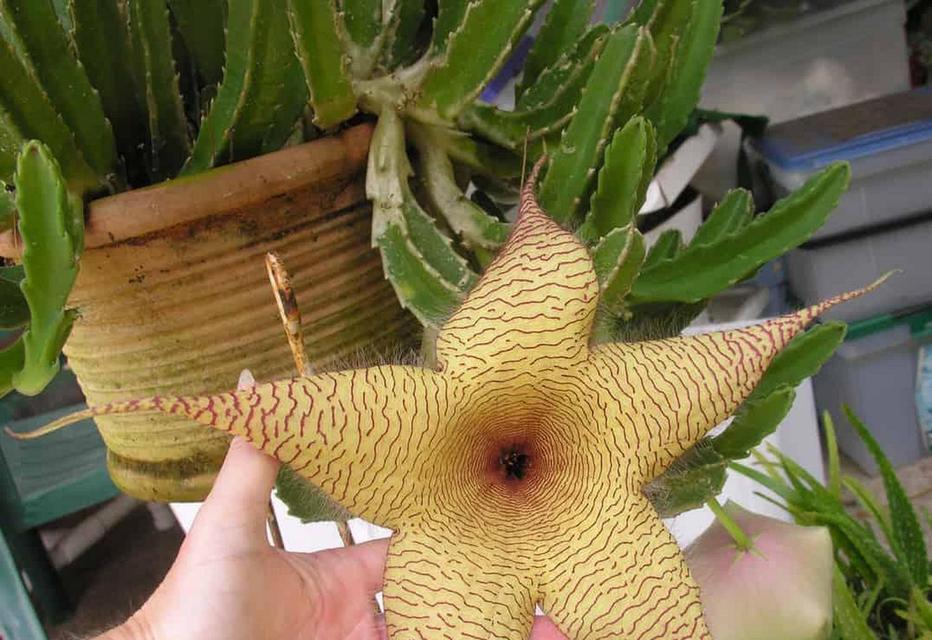 花颠在园艺中的含义是什么？