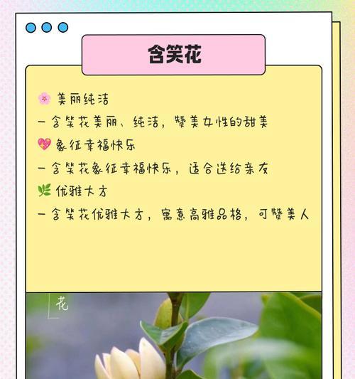寓意风趣幽默的花卉及其代表意义是什么？
