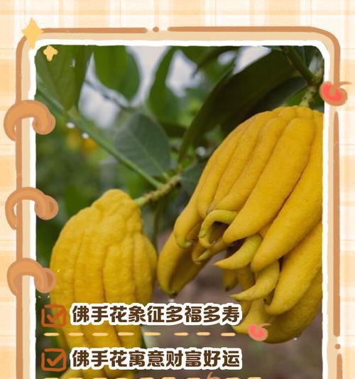 寓意风趣幽默的花卉及其代表意义是什么？
