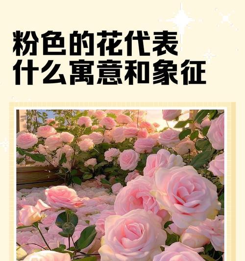 寓意风趣幽默的花卉及其代表意义是什么？