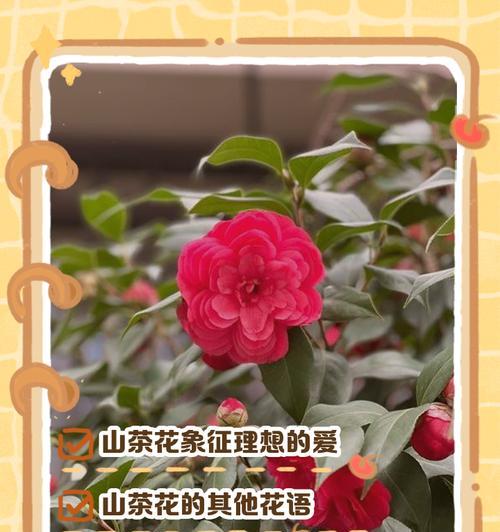可以种植的寓意好的花有哪些及其花语是什么？