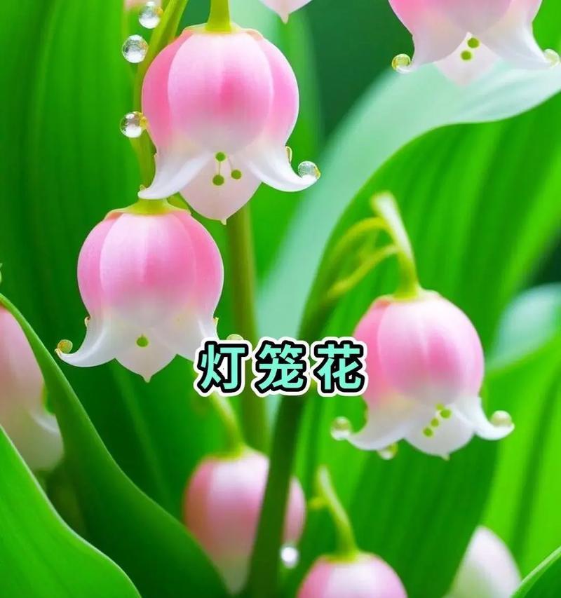 可以种植的寓意好的花有哪些及其花语是什么？