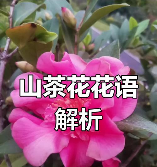 可以种植的寓意好的花有哪些及其花语是什么？