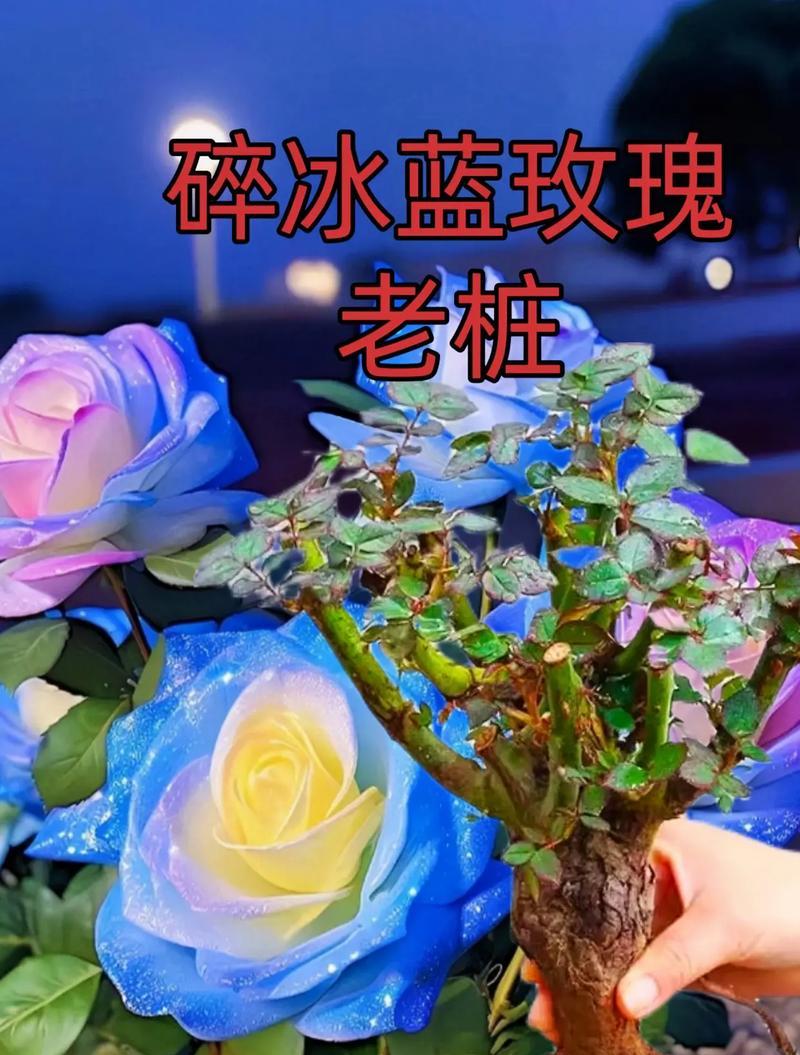 蓝色玫瑰花的表情含义和花语解释是什么？