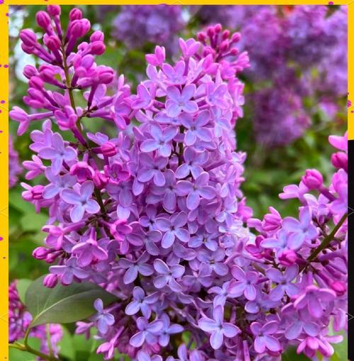 紫色花象征什么？探讨紫色花卉的花语和象征意义