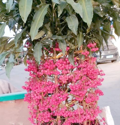 什么花卉寓意改变运势和转运？