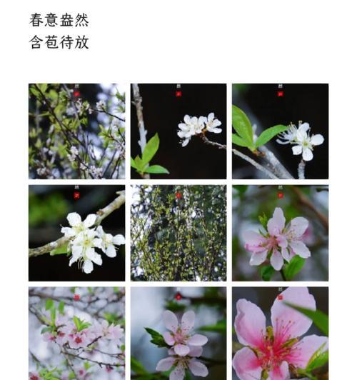 诗路花语在春天的级别是什么？春天的花语有哪些
