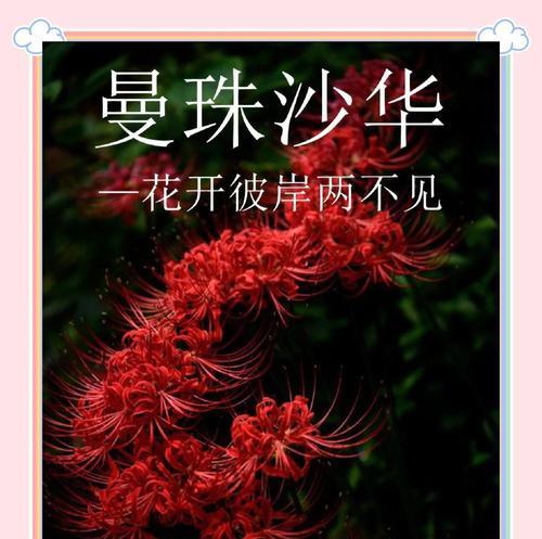 哪些花卉预示着悲惨的结局？哪种花预示悲惨结局？