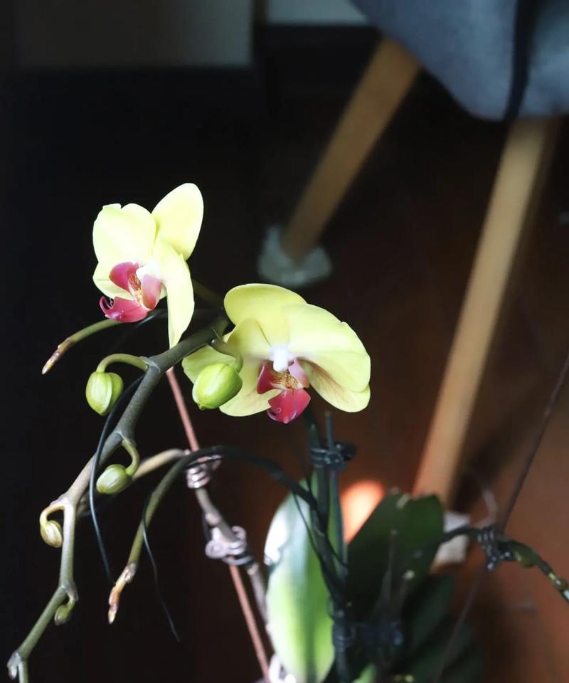 哪些花卉预示着悲惨的结局？哪种花预示悲惨结局？