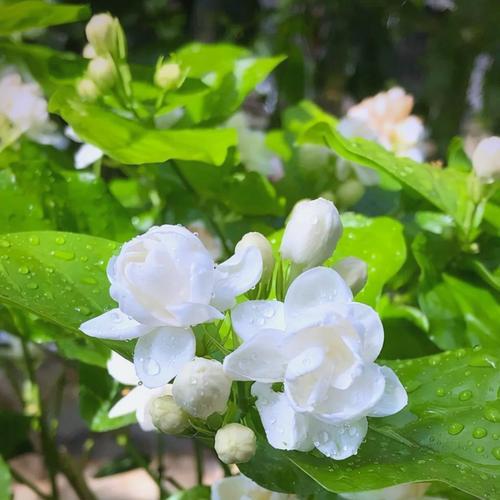 茉莉花寓意词语有哪些？在文化中代表了什么？
