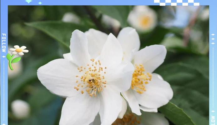 茉莉花寓意词语有哪些？在文化中代表了什么？